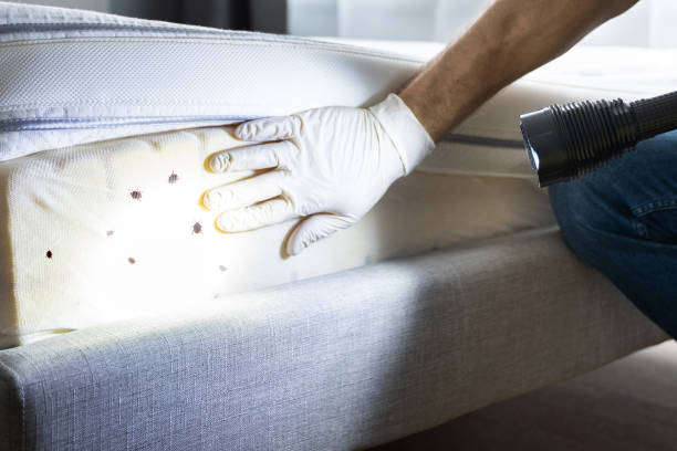 Best Residential Pest Control  in North Hornell, NY