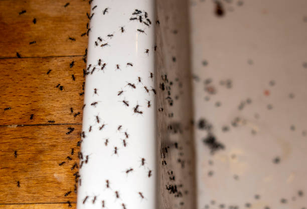 Best Emergency Pest Control  in North Hornell, NY